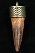 Real Spinosaurus Tooth Pendant - Dinosaur Tooth #11692-2